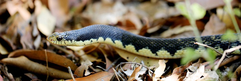 madagascar_ankarana_0466